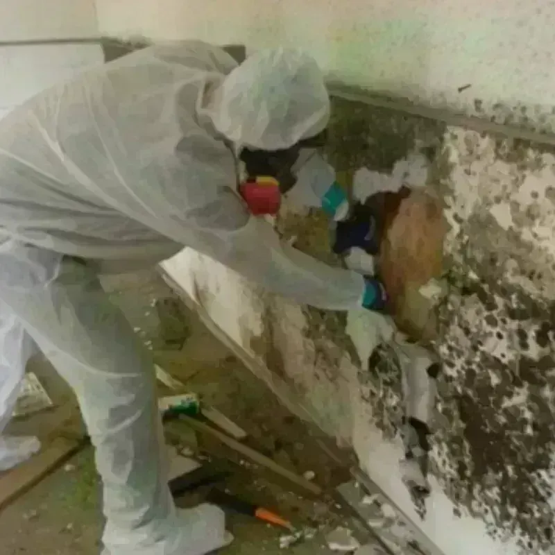 Mold Remediation and Removal in Uvalde County, TX